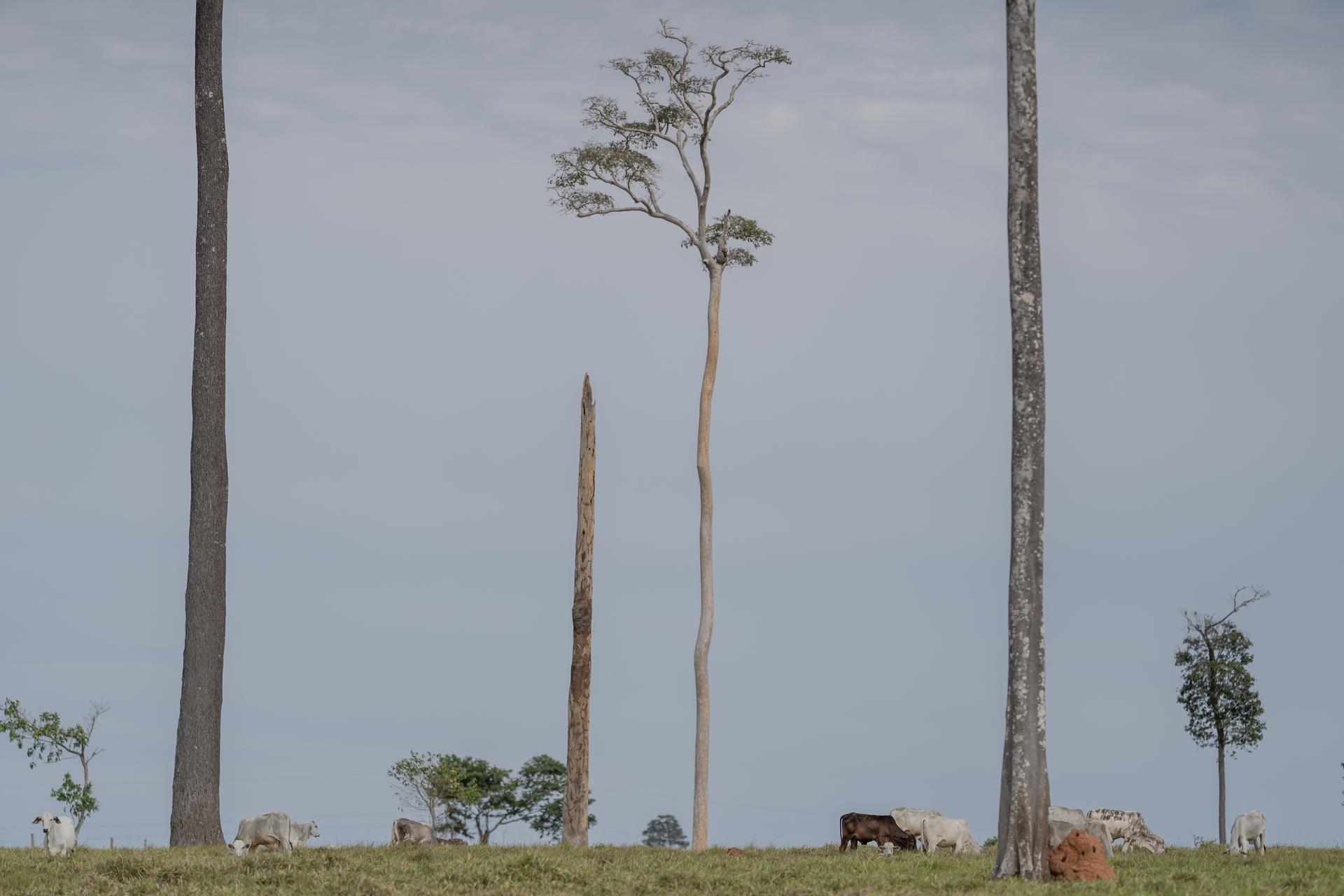 Des pâturages ont remplacé la forêt près de la réserve Chico Mendes, au Brésil, le 26 juillet.