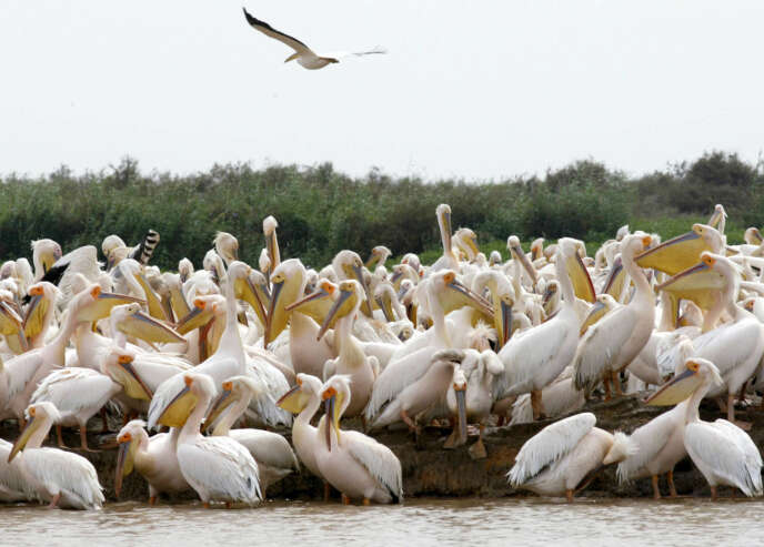 Une colonie de pélicans blancs au parc national des oiseaux du Djoudj, au Sénégal, en 2005.