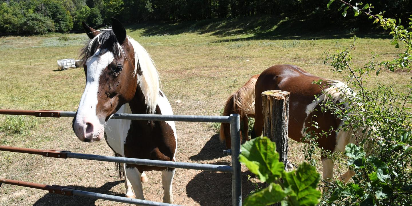 Satanisme Defi Macabre La Liste Des Chevaux Tues Et Mutiles S Allonge Et Le Mystere Demeure
