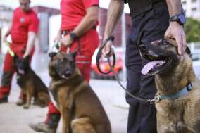 Des chiens lors d’une session d’entraînement pour apprendre à détecter le Covid-19, à Ajaccio, le 30 avril.