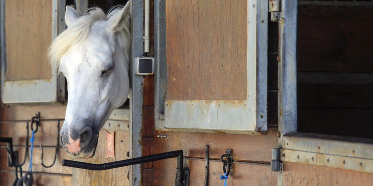 A horse stands in a box at a equestrian club in Les Yvelines, French department west of Paris, Friday, Aug. 28, 2020. Armed with knives, some knowledge of their prey and a large dose of cruelty, attackers are going after horses and ponies in pastures across France in what may be ritual mutilations. Police are stymied by the macabre attacks that include slashings and worse. Most often, an ear, usually the right one, has been cut off, recalling the matador’s trophy in a bullring. (AP Photo/Michel Euler)