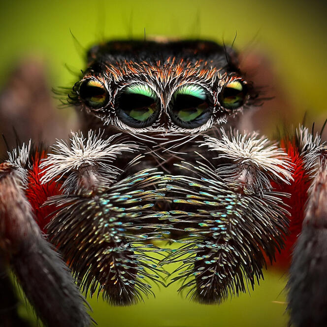 Une araignée sauteuse « Jotus auripes » mâle, en Australie.
