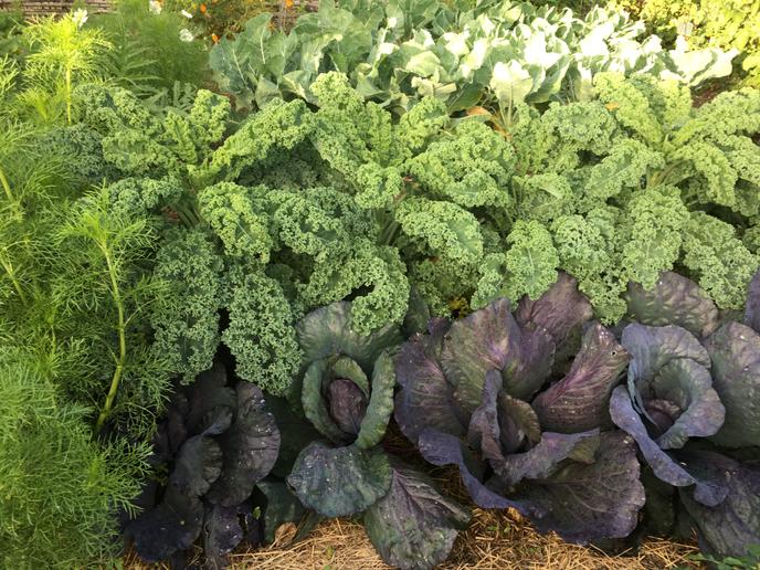 Dans le potager : des choux et des fleurs.