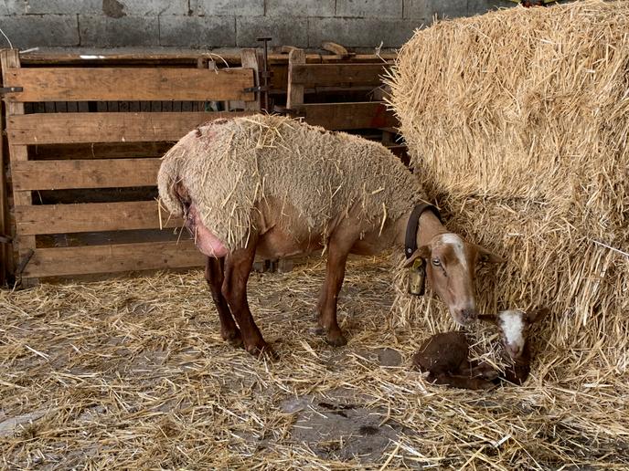 Une jeune mère de la race mourerous et son agneau de deux jours.