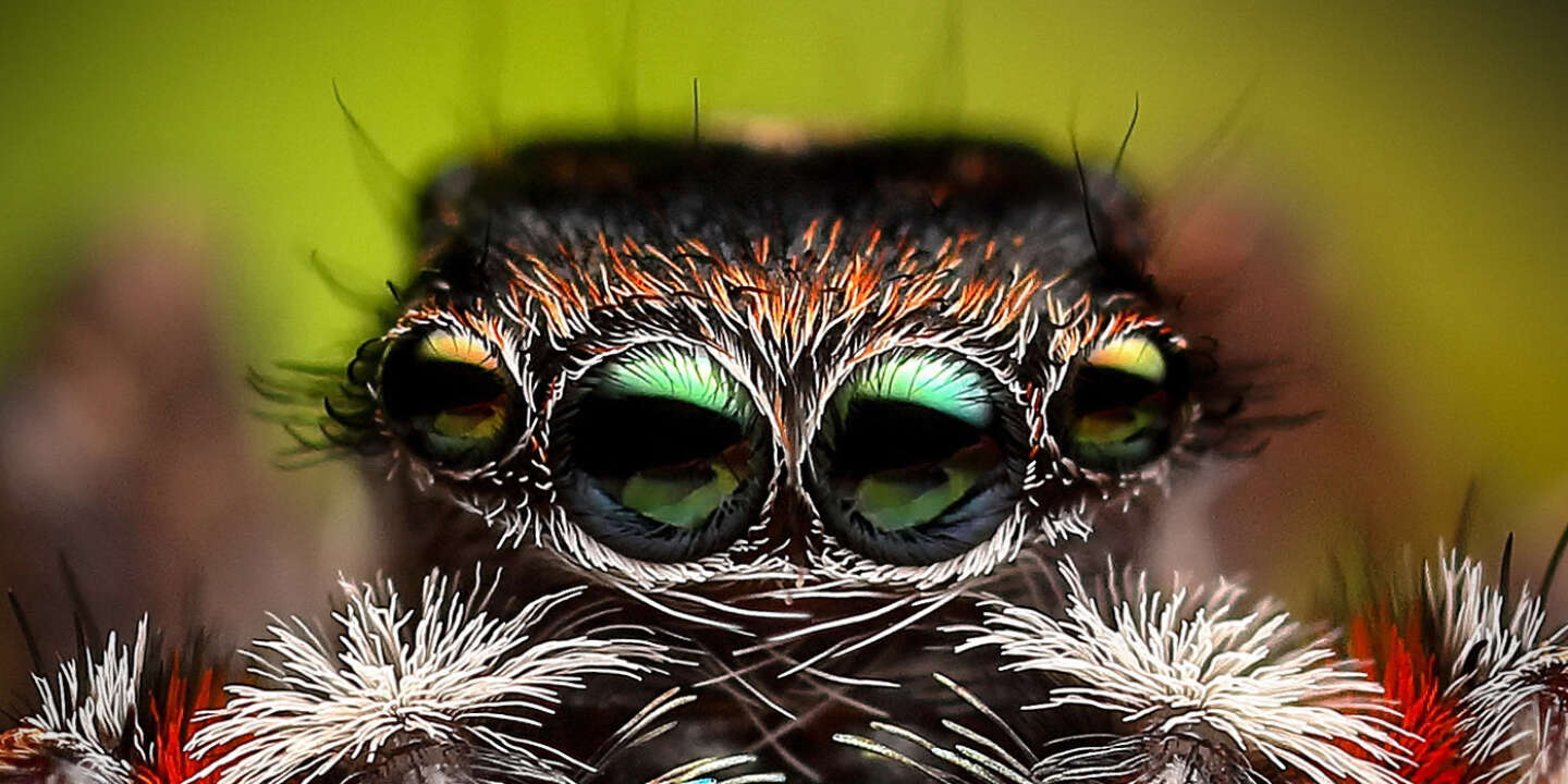 Pince à insectes attrape araignée - Cdiscount Au quotidien