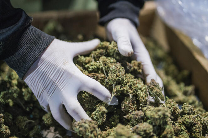 Un employé ramasse des têtes de cannabis dans une ferme de Tala (Uruguay), le 13 août.