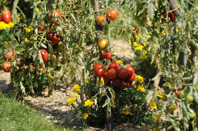 Festival de la tomate et des saveurs au  château de la Bourdaisière, près de Tours.