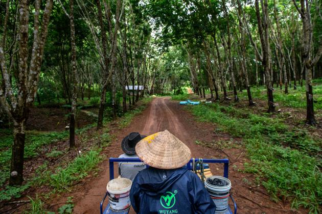 Des pêcheurs, désormais en difficulté, font face à la baisse de leurs revenus en travaillant dans des plantations d’hévéas, à Sangkhom, en août.