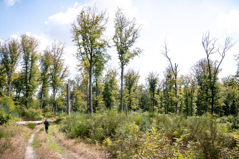 Forêt de Compiègne. Reportage pour Le Monde. Effet de la sécheresse et canicule sur les arbres. Zone sous surveillance, Hêtre mort. © Christophe Caudroy