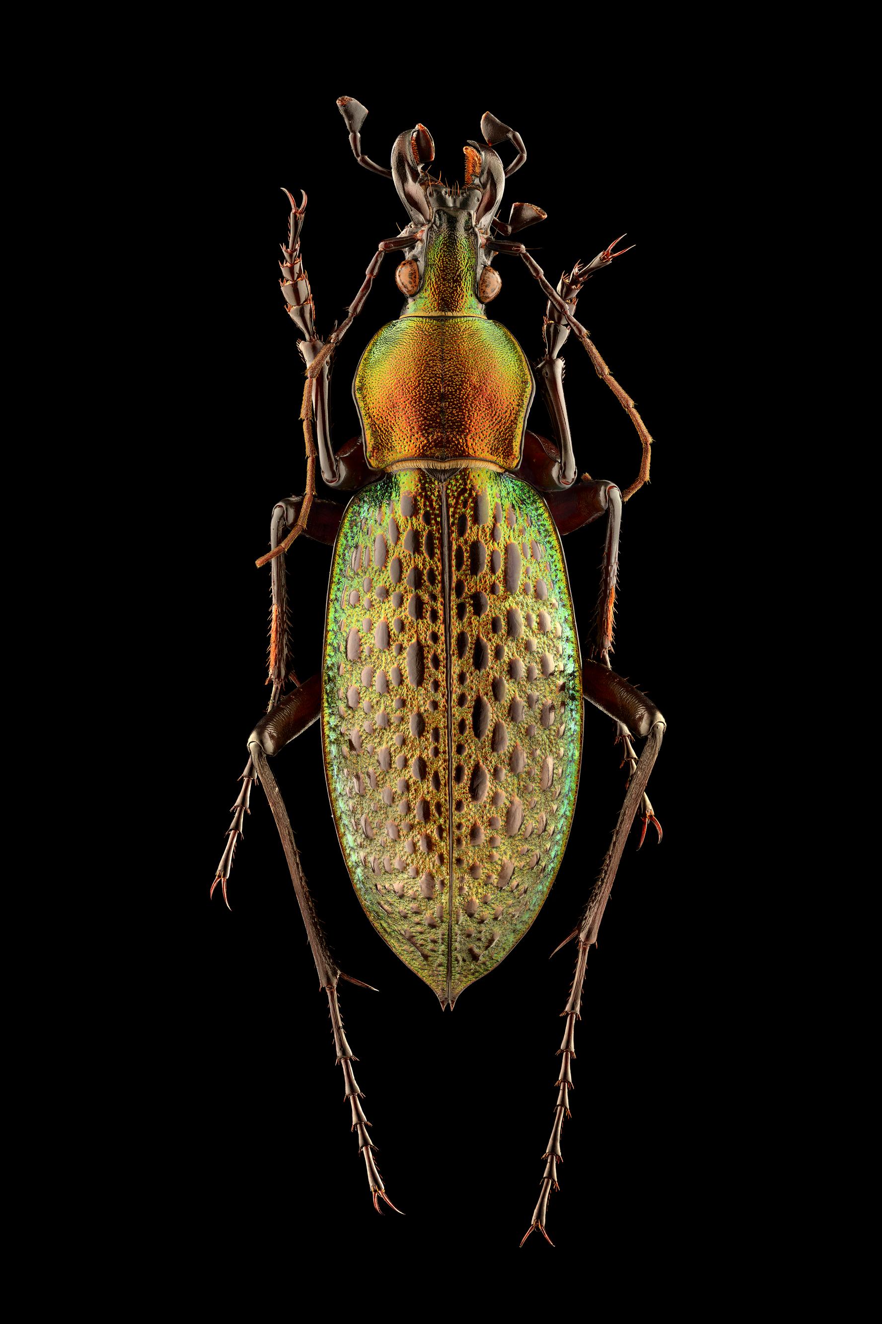 Quand Levon Biss photographie le monde minuscule des insectes