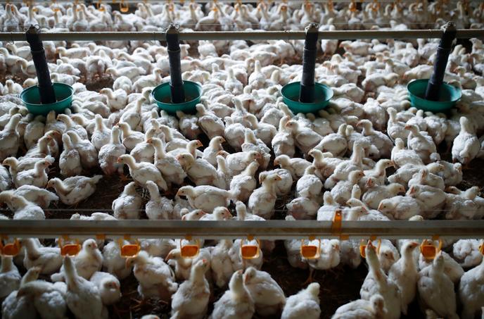 Un élevage de poulets à Cherance (Sarthe), le 13 novembre 2019.