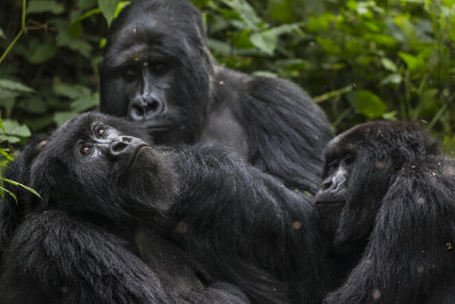 Des gorilles, en République démocratique du Congo, en 2013.