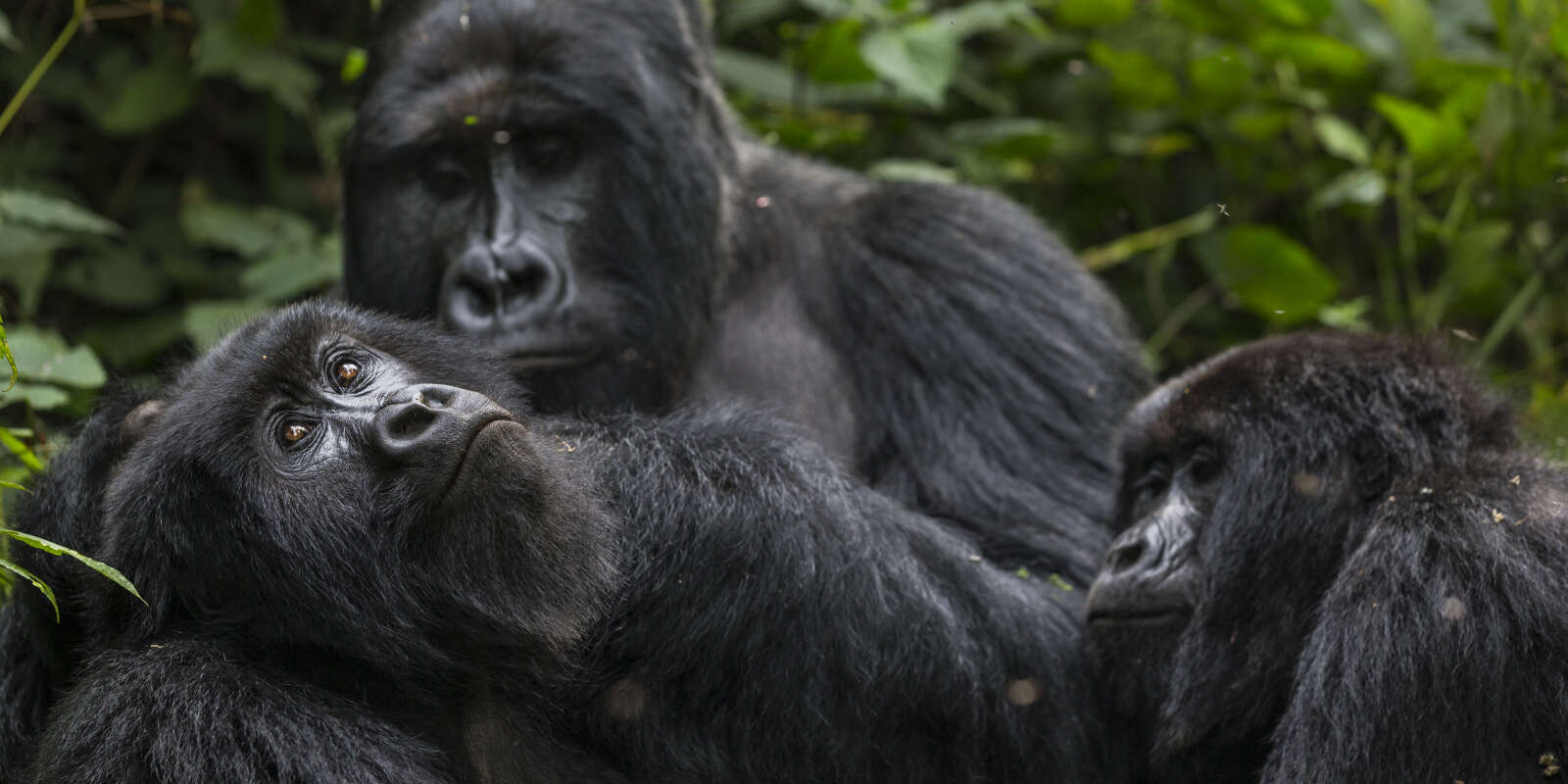 Des gorilles dans le parc national Virunga en République démocratique du Congo, en août 2013.