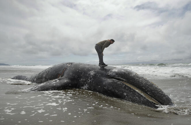 Une baleine grise échouée, le 6 mai 2019, sur la plage d’Ocean Beach, à San Francisco.