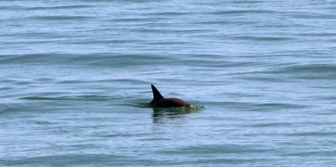 Le vaquita, dans le golfe de Californie, en 2019.