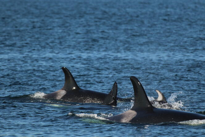 Des orques dites résidentes, sur la côte pacifique du Canada.