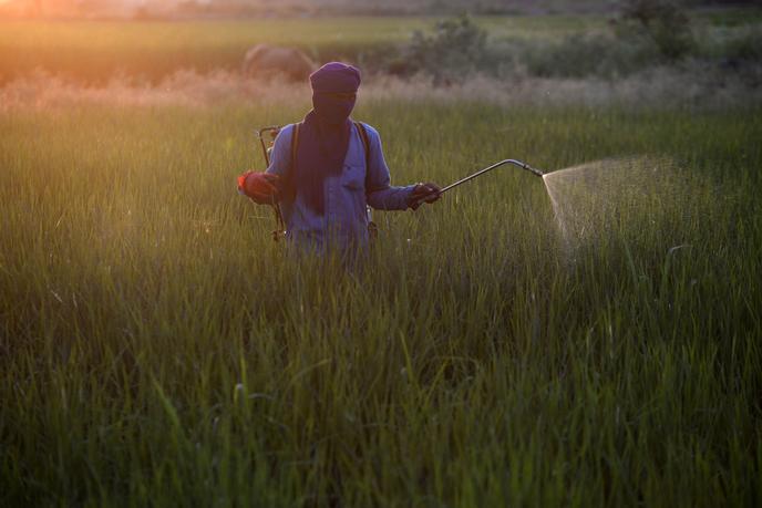 Un agriculteur indien traite une rizière avec des pesticides, dans le nord-ouest du pays, en 2018.