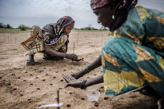 Des femmes plantent des graines dans le cadre d’un projet de plantation d’arbres pour reboiser le Sahel, dans le village de Malamawa (région de Zinder), au Niger, en juillet 2019. LUIS TATO / AFP