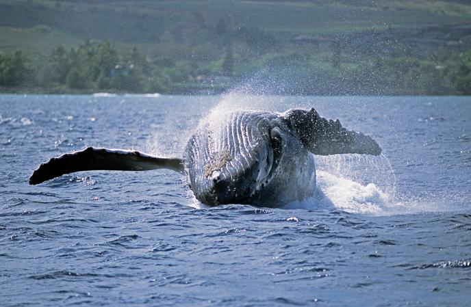 Baleine à bosse dans le sanctuaire marin d’Hawaï.