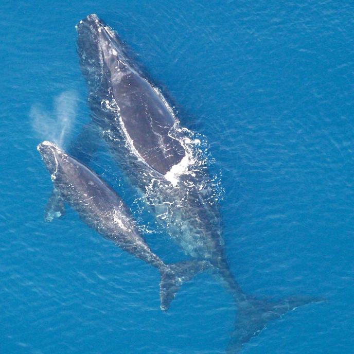 La baleine franche de l’Atlantique Nord.