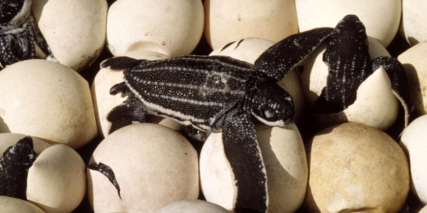 Quatrevingtdix œufs de tortue luth découverts en Equateur Quatrevingtdix œufs de tortue luth découverts en Equateur