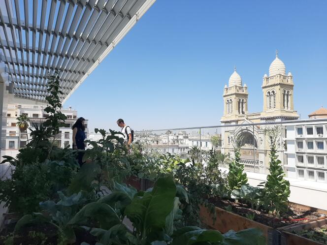 L’un des potagers d’Urban Green sur le toit de la banque UBCI en plein cœur de la capitale tunisienne.
