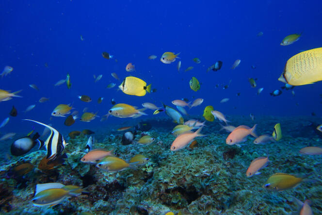 L’atoll de Pearl et Hermes, dans les îles hawaïennes du Nord-Ouest.