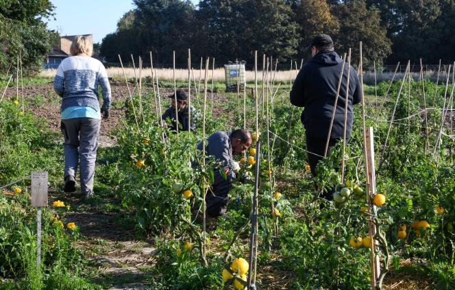 Des bénéficiaires de l’expérimentation « territoire zéro chômeur de longue durée » travaillent dans un jardin potager à Loos, près de Lille, en septembre 2018.
