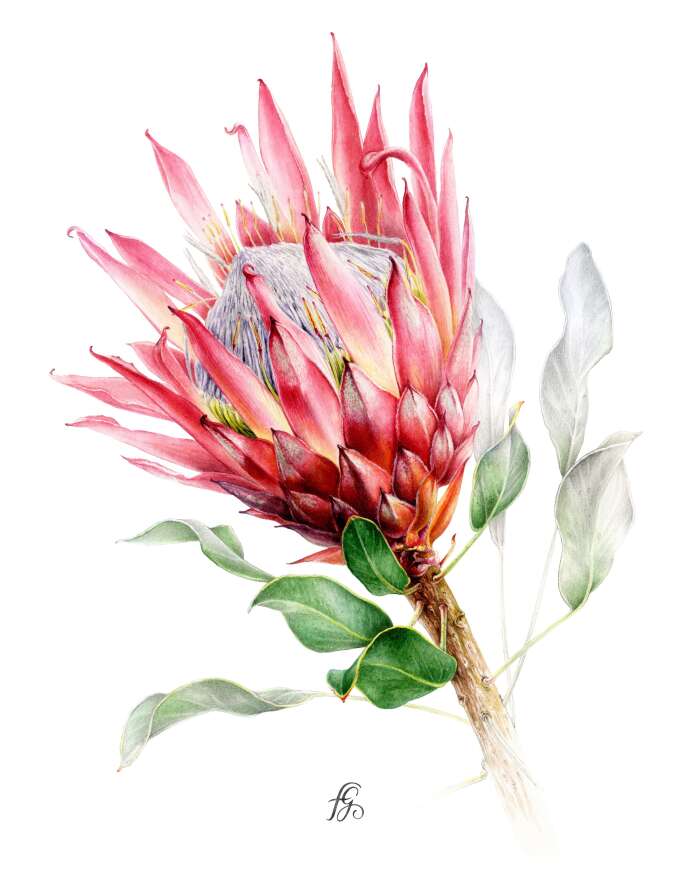 Protea cynaroides « Madiba ». Illustration à l’aquarelle et graphite sur papier.