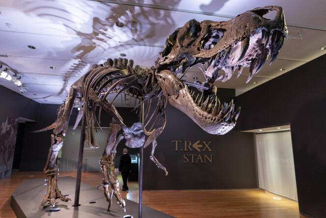 Stan, l’un des plus grands et des plus complets fossiles de « Tyrannosaurus rex » découverts, est exposé, mardi 15 septembre 2020, chez Christie’s à New York.