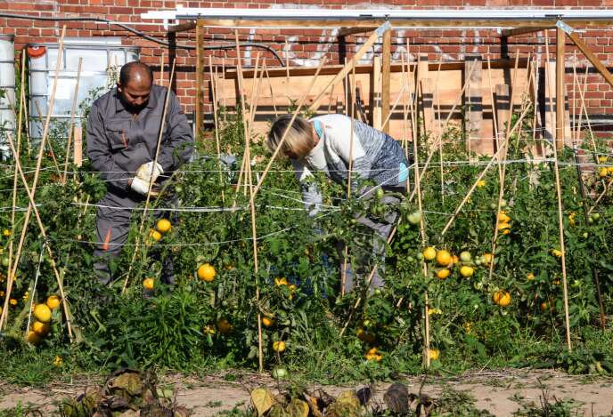 Des bénéficiaires de l’expérimentation « territoire zéro chômeur de longue durée » travaillent dans un jardin potager à Loos, près de Lille, en septembre 2018.