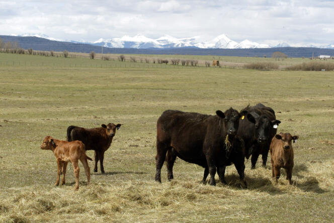 Des bovins, dans un élevage à Calgary, dans l’ouest du Canada, en 2003.