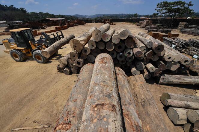 Déforestation de l’Amazonie dans l’Etat de Para, au Brésil, en 2019.