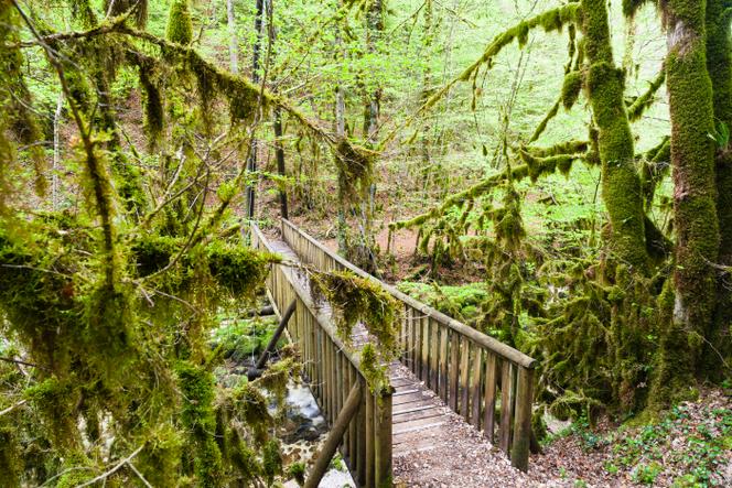 On peut lire sur la plage, mais aussi en forêt, il fait souvent plus frais. Ici, une forêt près de Saint-Claude, dans le Jura. 