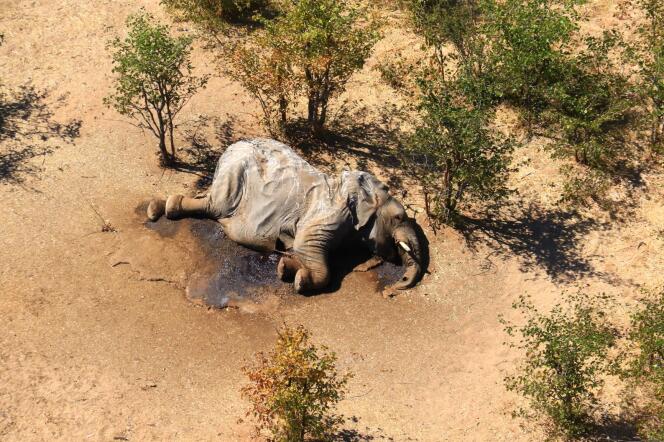 Un éléphant mort dans le delta de l’Okavango, au Botswana, le 3 juillet 2020.