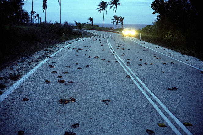 Migration des crabes rouges, sur la route principale Christmas Island, en 2000.