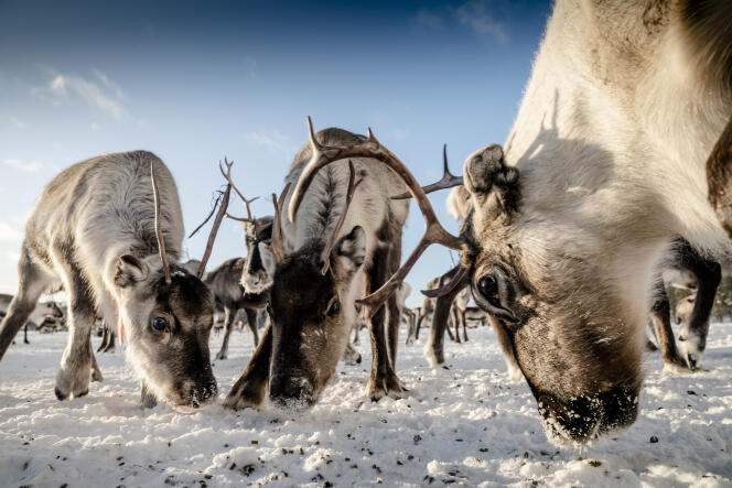 Un troupeau de rennes, au village de Porjus, le 5 février, en Laponie.