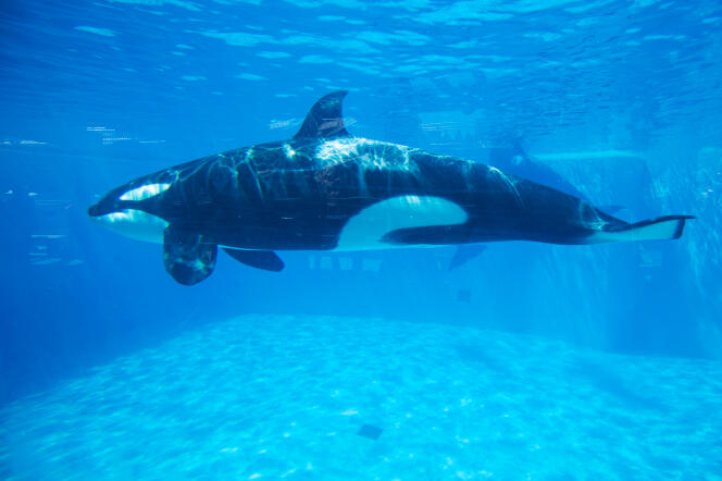 La reproduction des orques en captivité va être interdite, a annoncé la ministre de la transition écologique, Barbara Pompili.