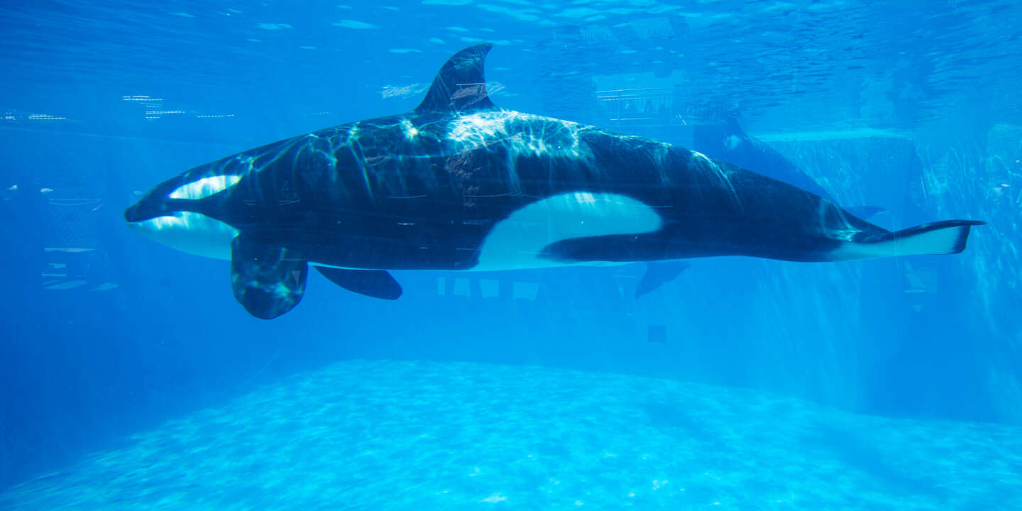 Photo of Interdiction progressive des animaux sauvages dans les cirques ambulants, reproduction des orques et des dauphins en captivité interdite