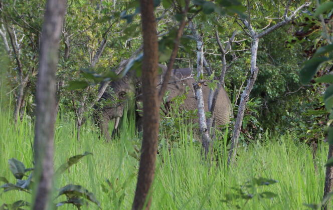 L’éléphant Ahmed dans la réserve naturelle du N’Zi, au nord-est de Bouaké, en septembre 2020.