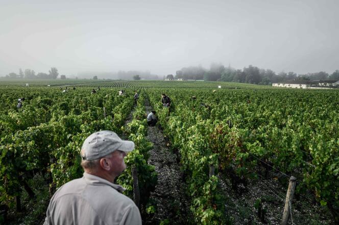 Pendant les vendanges dans un domaine viticole à Léognan (Gironde), le 23 septembre.
