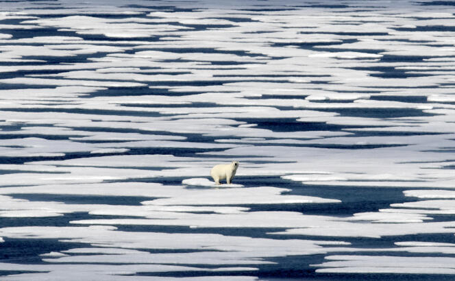 Un ours polaire se tient sur la glace dans le détroit de Franklin, dans l’archipel arctique canadien, le 22 juillet 2017.