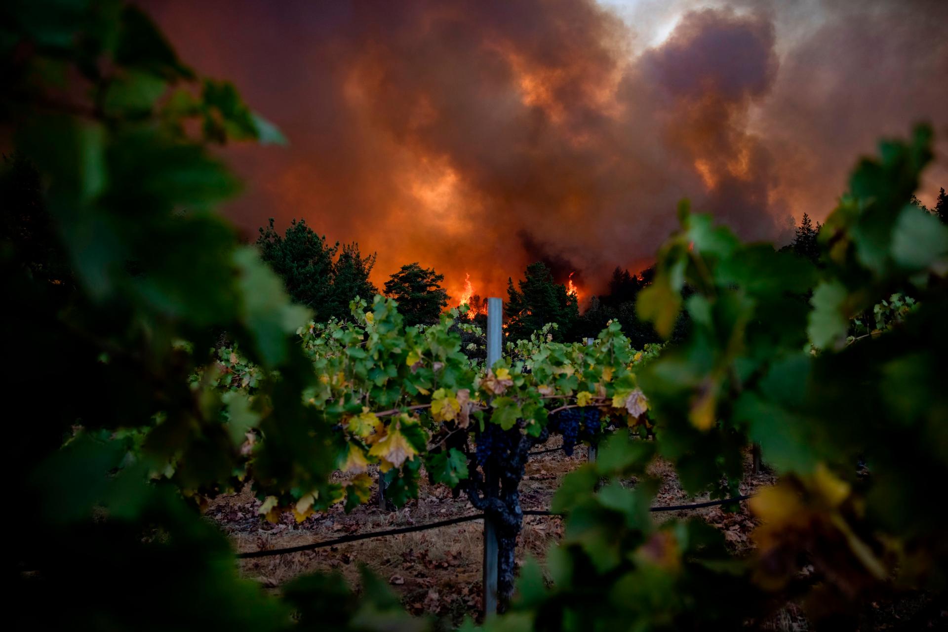Le Glass Fire, derrière les vignobles de Merus Wines à Napa Valley, le 27 septembre.
