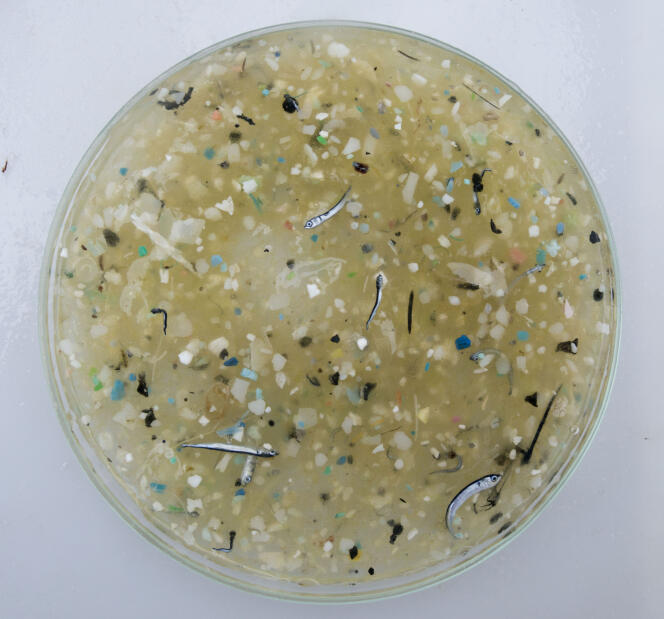 Echantillon de microplastiques prélevé dans le « Great Pacific Garbage Patch ».