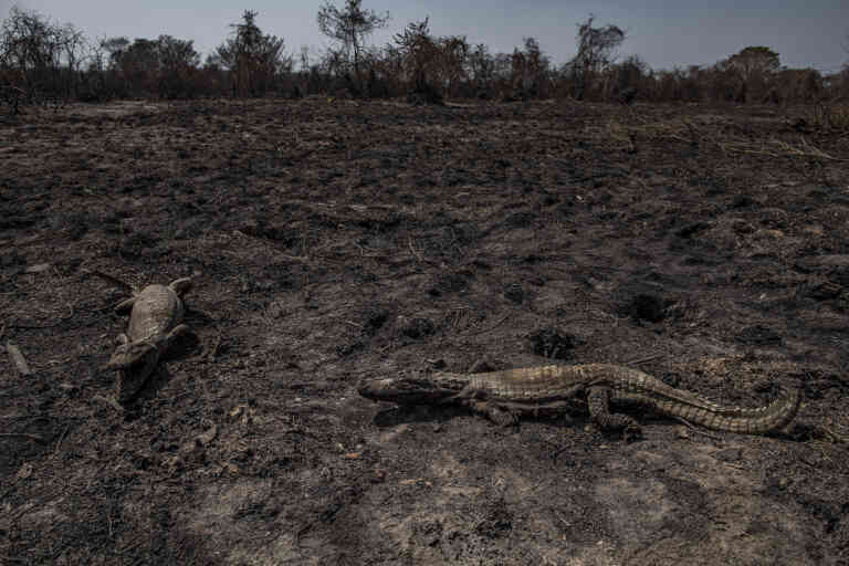 TRANSPANTANEIRA ROAD, MATO GROSSO STATE, BRAZIL: Carcass of a burned alligator. Pantanal had more than 2.9 million hectares affected by the fire, according to the National Center for Prevention and Fight against Forest Fires (Prevfogo). The number represents about 19% of the biome in Brazil, according to the SOS Pantanal institute. During the fires, several animals died burned and many still have to die with the lack of food caused by the burning of the biome. (Photograph: Victor Moriyama pour Le Monde)