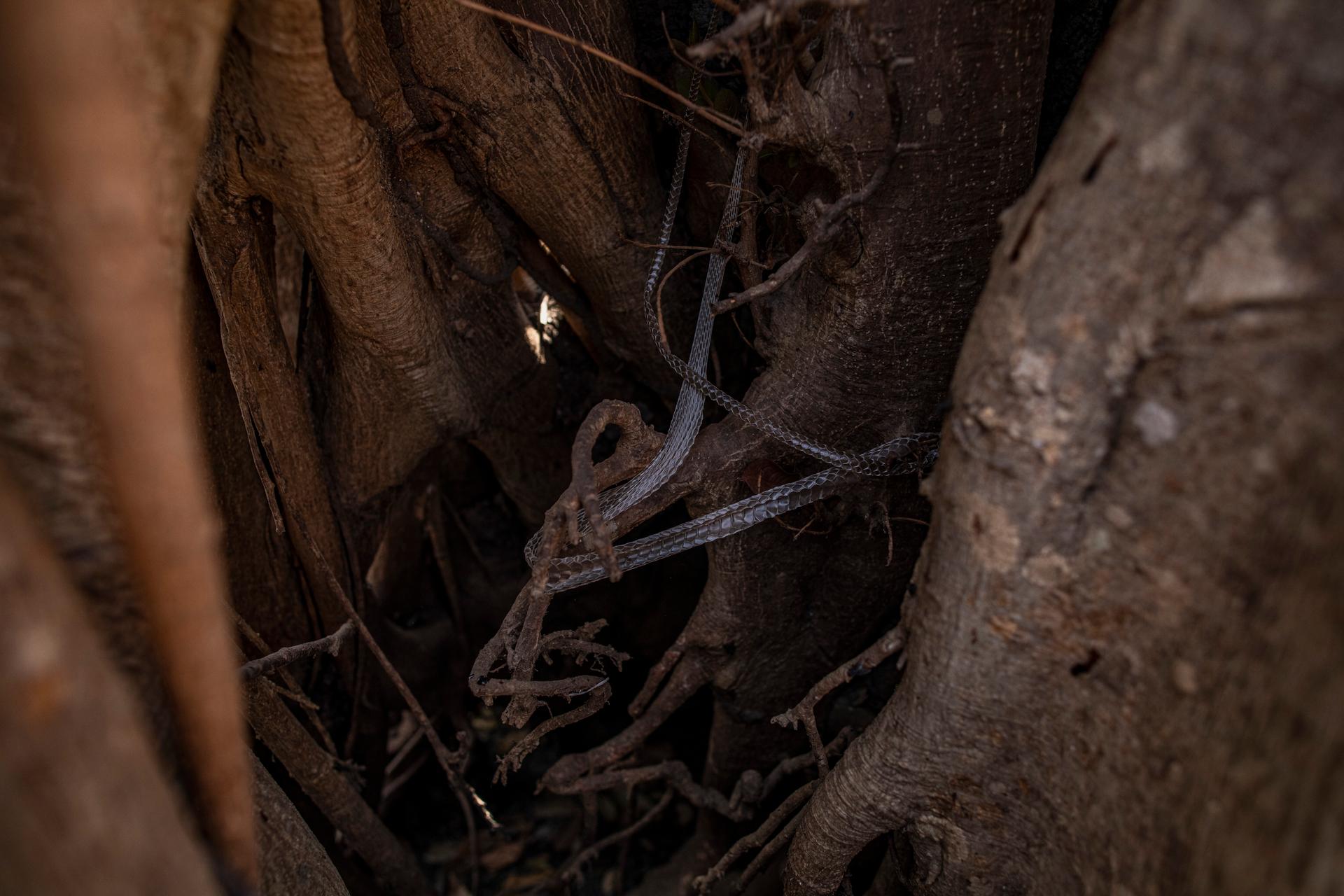 O esqueleto de uma cobra em uma árvore carbonizada ao longo da Transpantaneira, a estrada que corta o Pantanal, no estado de Mato Grosso, Brasil.
