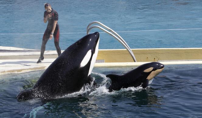 L’orque prénommé « Wikie » saute avec son bébé, au parc aquatique Marineland, à Antibes (Alpes-Maritimes), en avril 2011.