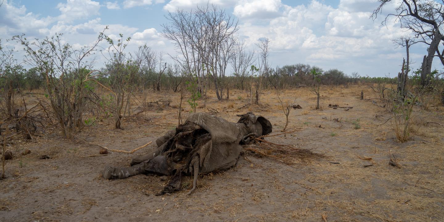Zimbabwe douze éléphants retrouvés morts, la même bactérie à nouveau