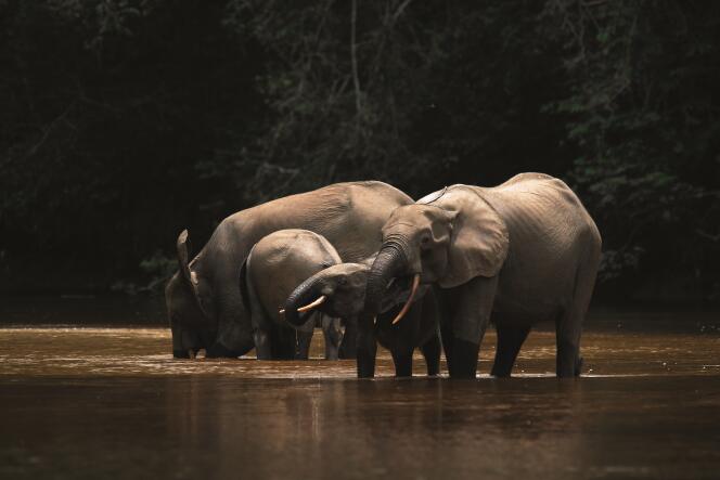 Des éléphants de forêt dans le parc national de la Lopé, au Gabon.