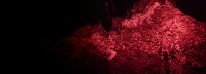 Prélèvement de modioles, une espèce de moule des grands fonds, effectué par le robot sous-marin Victor6000, sous lumière rouge.